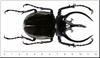 Beetle