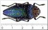 Beetle