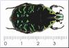 Beetle