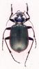 Beetle - Calosoma scrutator