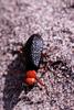 Desert Blister Beetle (Lytta magister)