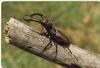 Stag Beetle (Lucanidae)