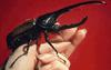 Stag Beetle (Lucanidae)