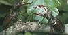Stag Beetle (Lucanidae)