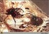 European Stag Beetle (Lucanus cervus)