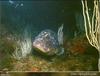 Dusky Grouper (Epinephelus marginatus)