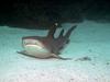 Whitetip Reef Shark (Triaenodon obesus)