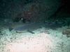 Whitetip Reef Shark (Triaenodon obesus)