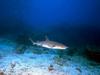 Whitetip Reef Shark (Triaenodon obesus)