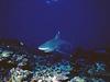 Whitetip Reef Shark (Triaenodon obesus)