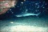 Whitetip Reef Shark (Triaenodon obesus)