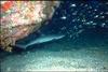 Whitetip Reef Shark (Triaenodon obesus)