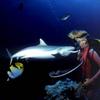 Whitetip Reef Shark (Triaenodon obesus)