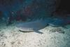 Whitetip Reef Shark (Triaenodon obesus)