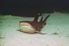 Whitetip Reef Shark (Triaenodon obesus)