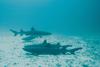 Whitetip Reef Shark (Triaenodon obesus)