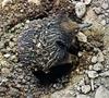 Short-nosed Echidna (Tachyglossus aculeatus)