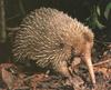 Long-nosed Echidna (Zaglossus bruijni)