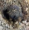 Short-nosed Echidna (Tachyglossus aculeatus)