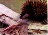 Short-beaked Echidna (Tachyglossus aculeatus)