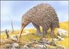 (Extinct) Giant Echidna (Zaglossus hacketti)