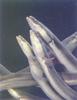 Eels (Anguillidae)