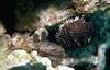 Moray Eel (Gymnothorax sp.)