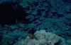 Moray Eel (Gymnothorax sp.)