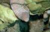 Moray Eel (Gymnothorax sp.)