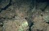 Moray Eel (Gymnothorax sp.)