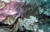 Moray Eel (Gymnothorax sp.)