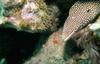 Moray Eel (Gymnothorax sp.)