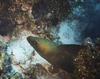 Green Moray Eel (Gymnothorax sp.)