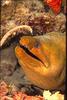 Green Moray Eel (Gymnothorax sp.)