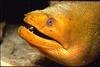 Green Moray Eel (Gymnothorax sp.)