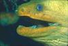 Green Moray Eel (Gymnothorax sp.)