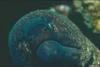 Green Moray Eel (Gymnothorax sp.)