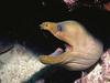 Green Moray Eel (Gymnothorax sp.)