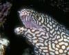 Moray Eel (Gymnothorax sp.)