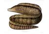 Moray Eel (Gymnothorax sp.)