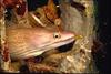 Moray Eel (Gymnothorax sp.)