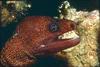 Moray Eel (Gymnothorax sp.)