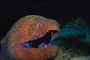 Moray Eel (Gymnothorax sp.)