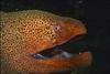 Moray Eel (Gymnothorax sp.)