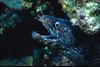 Moray Eel (Gymnothorax sp.)