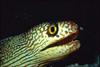 Moray Eel (Gymnothorax sp.)