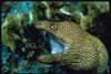 Moray Eel (Gymnothorax sp.)