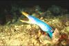 Blue Ribbon Eel (Rhinomuraena quaesita)