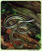 Western Ribbon Snake (Thamnophis proximus)