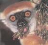 Golden-crowned Sifaka (Propithecus tattersalli)